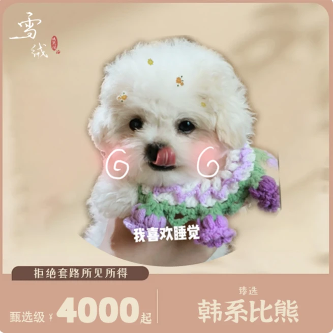雪绒阁臻选级韩系小体比熊