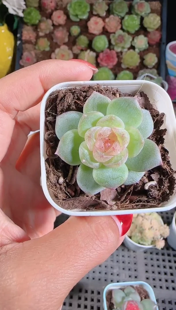 1119-170若梦群生不包整