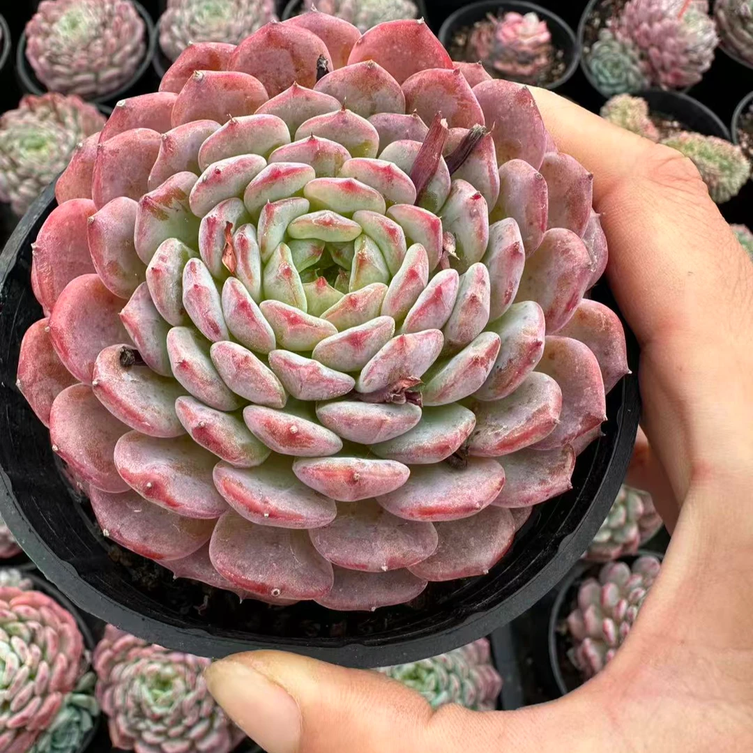 9#白胖子多肉植物    前男友精品多肉