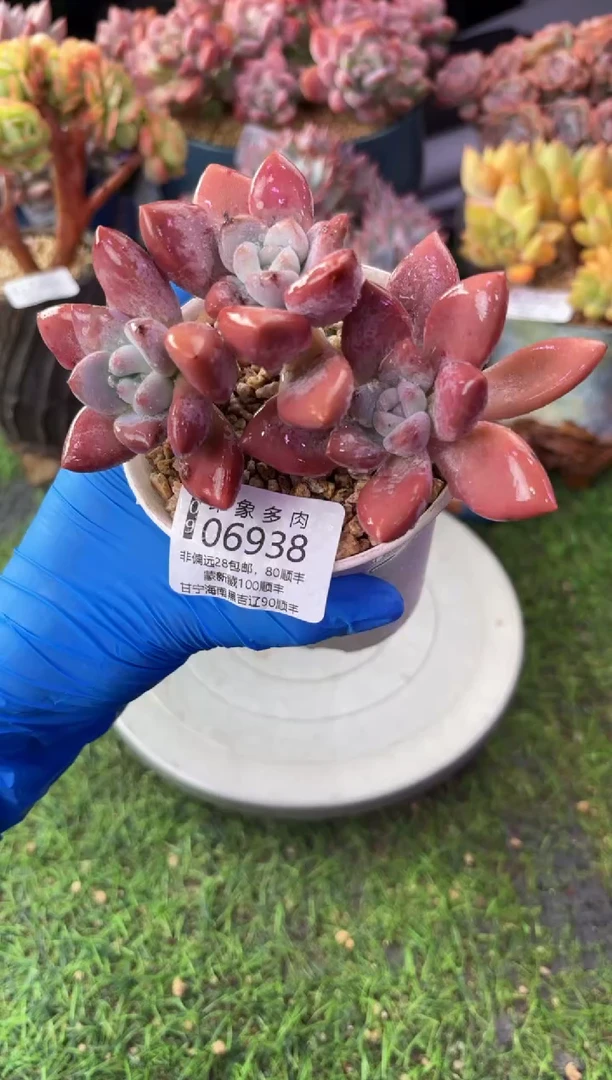 昆明印象多肉06938
