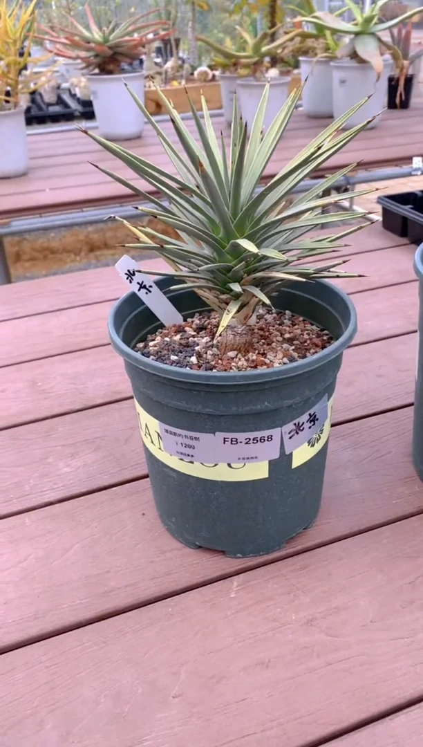 【闪购商品】蓝姬约书亚树FB-2568