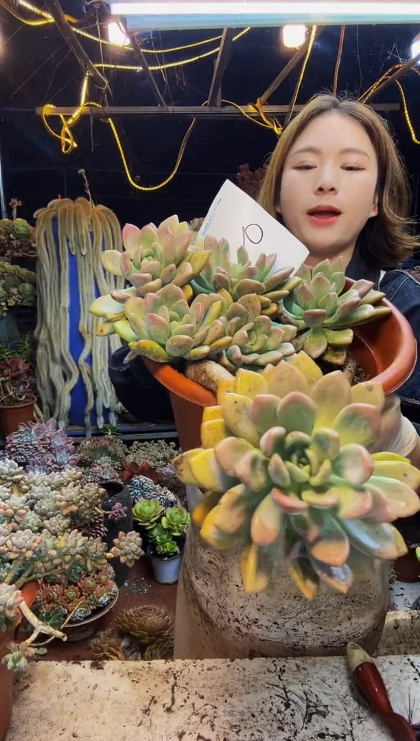 9号一物一拍脱土包邮