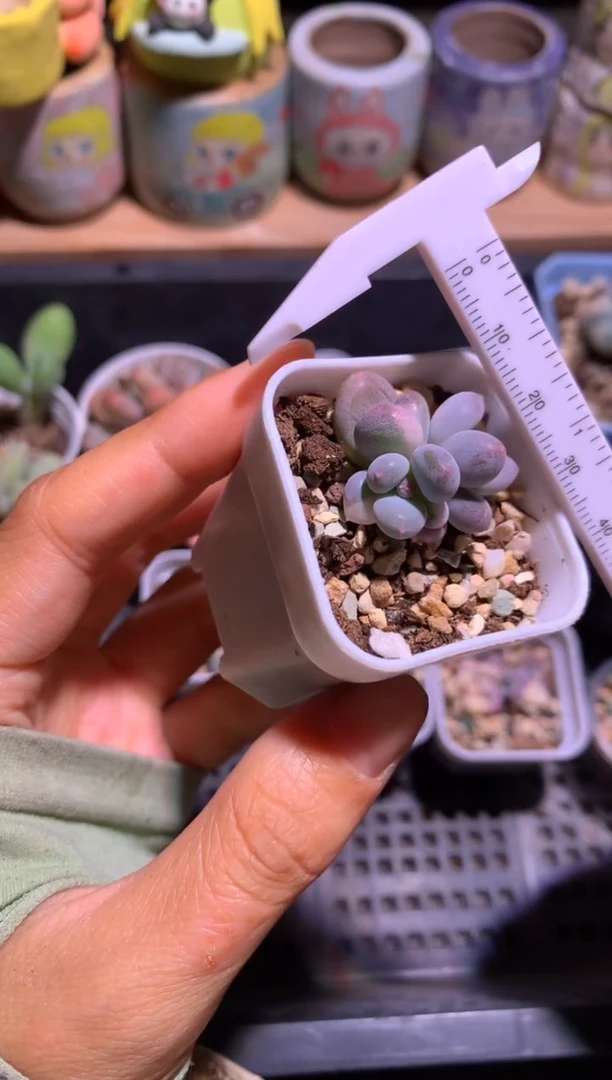 双头奶酪锦多肉哈哈