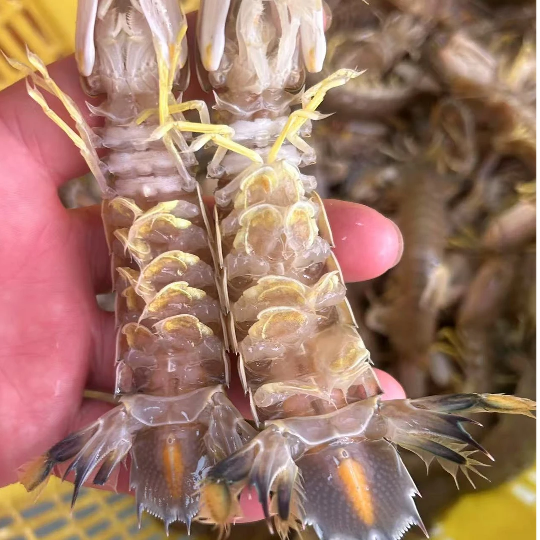 《同城配送》生猛满糕皮皮虾 7两