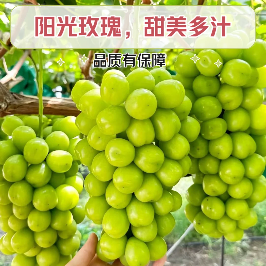 【顺丰发货】正宗阳光玫瑰葡萄青提当季新鲜水果整串发货主链接
