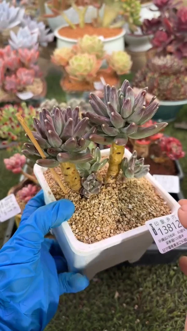 【闪购商品】13812