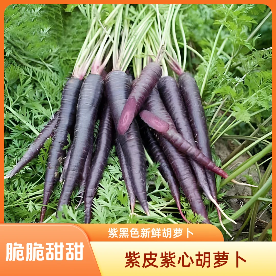 新品紫色胡萝卜新鲜当季鲜萝卜脆甜紫皮胡萝卜产地直发农家蔬菜鲜