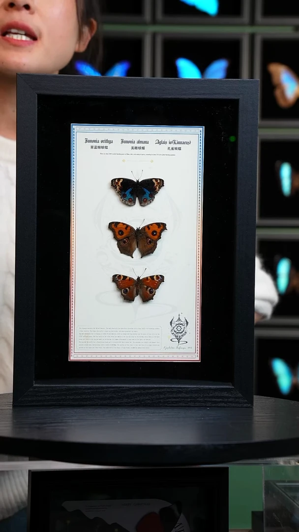 翠蓝眼蛱蝶+美眼蛱蝶+孔雀蛱蝶组合悬浮款