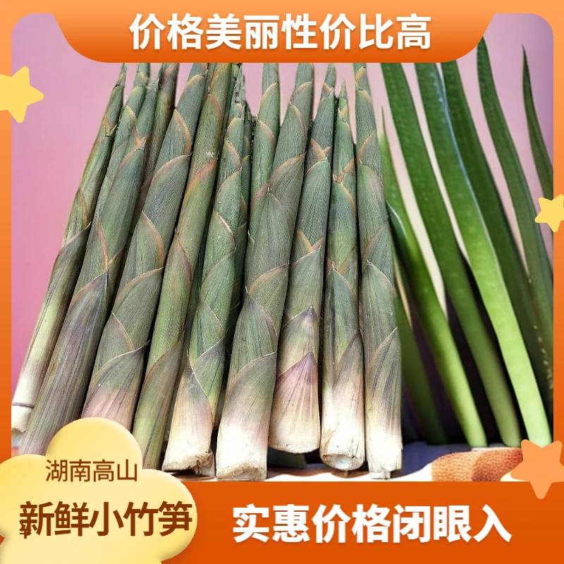 （湖南小竹笋）绿色春笋新鲜爽脆细嫩现挖农家深山野生新鲜带壳发