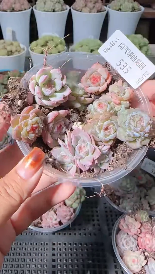 1119-535切糕麦秆群生不包整