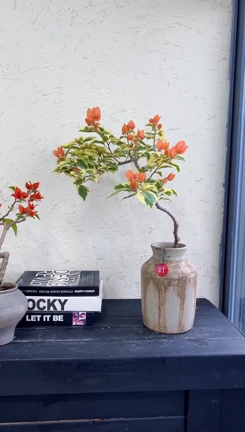 完全开放思**?橙冰