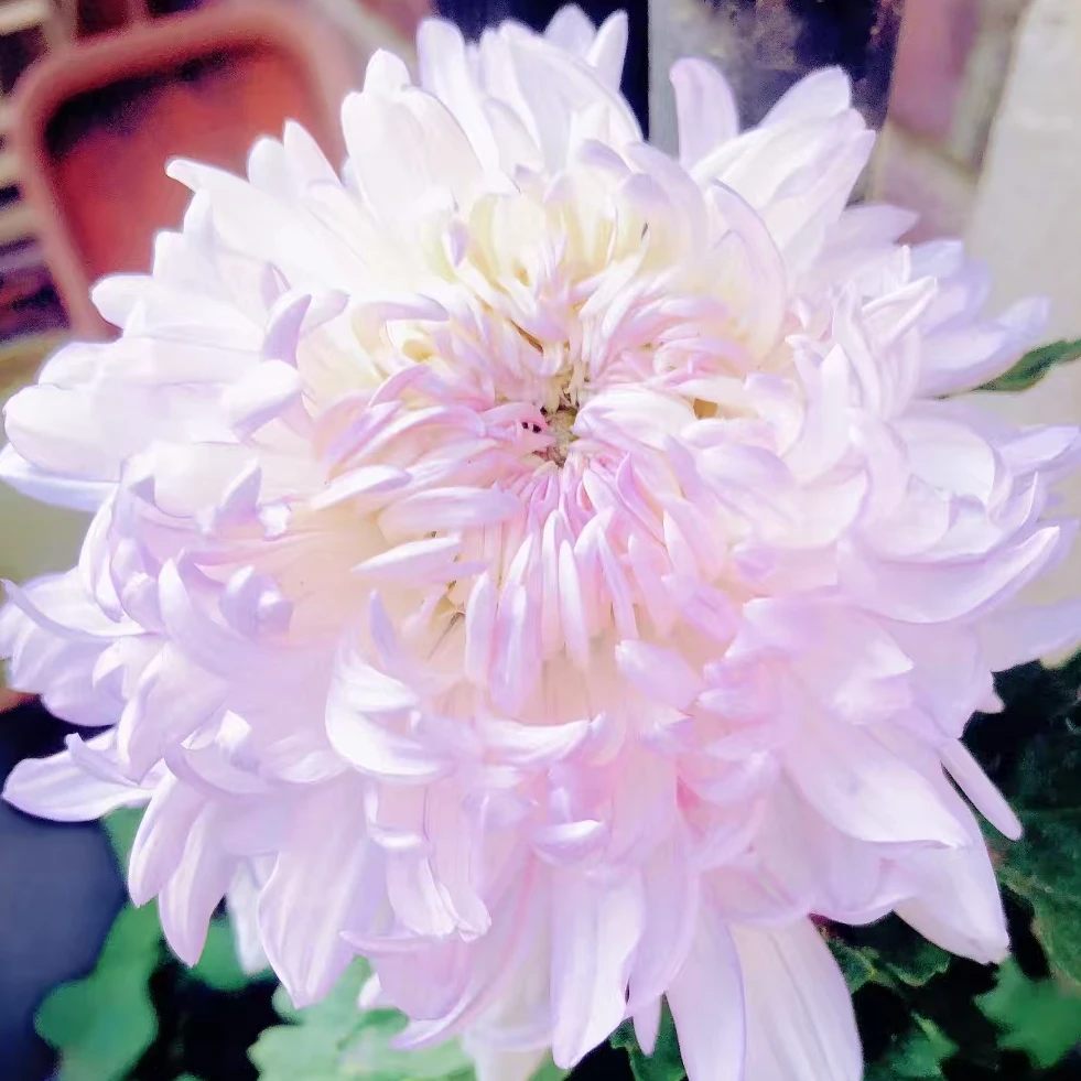 九月大菊（山海和园）带花苞原盆原土发货