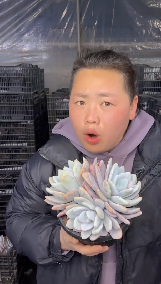 【闪购商品】63-中号三头起粉兔群带盆土11.8