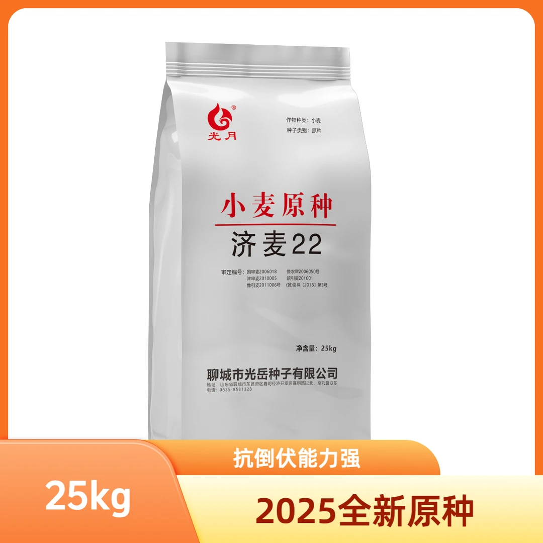 【国审济麦22原种】高产稳产小麦抗倒伏抗病综合抗性强矮杆大穗