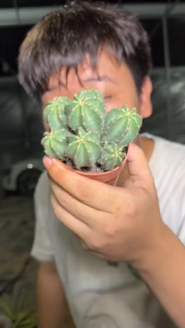 【带根】多头 微刺虾