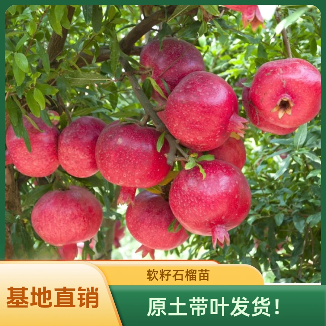 【原土带叶发货】软籽石榴树苗 南北方种植 盆栽地栽果树苗