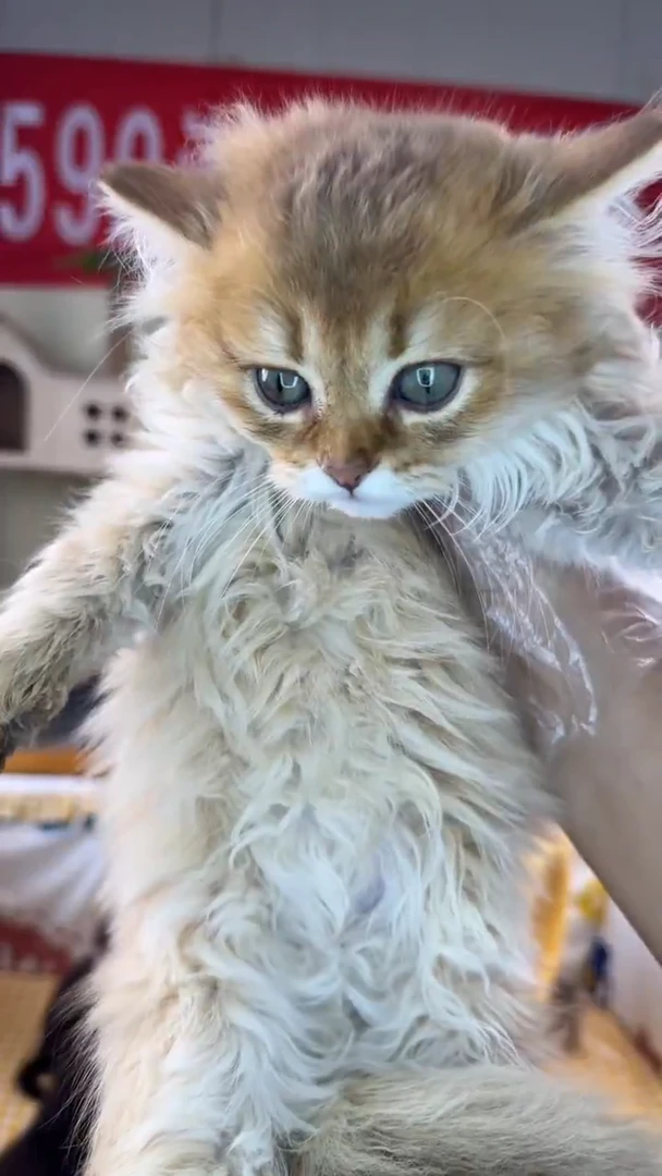 猫英短美短布偶缅因