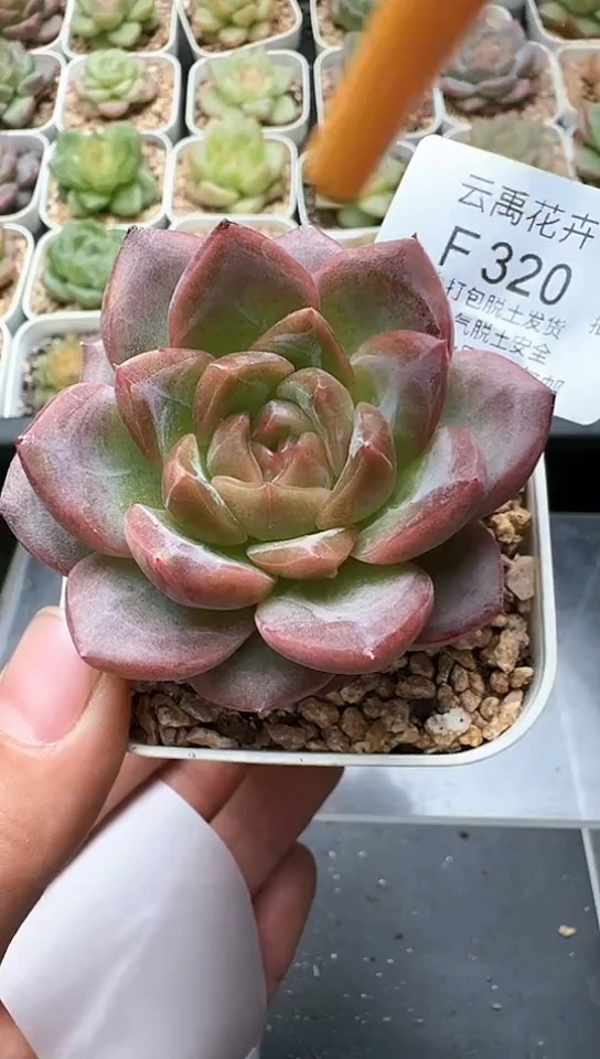 320F云禹多肉植物 默认脱土纸巾打包 3颗包邮