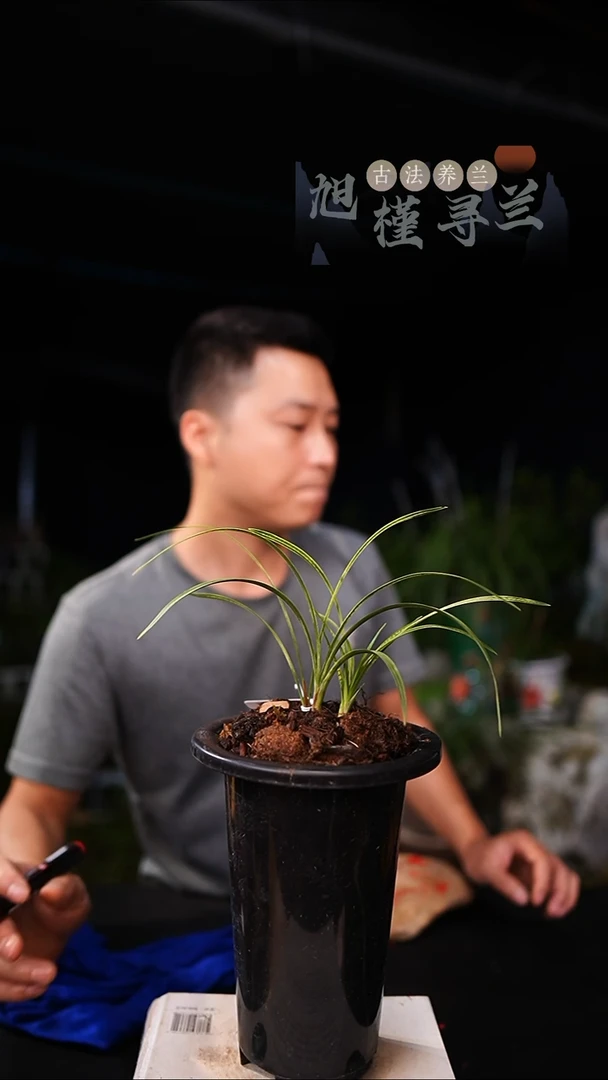 全部花苞逢*春兰蛇斑带盆发货（一物一拍）