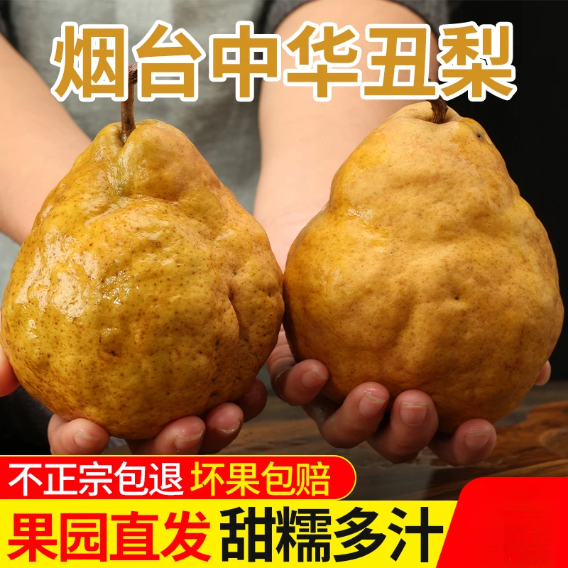 【邮政助农】中华丑梨新鲜当季水果软糯多汁香甜可口山东特产软梨