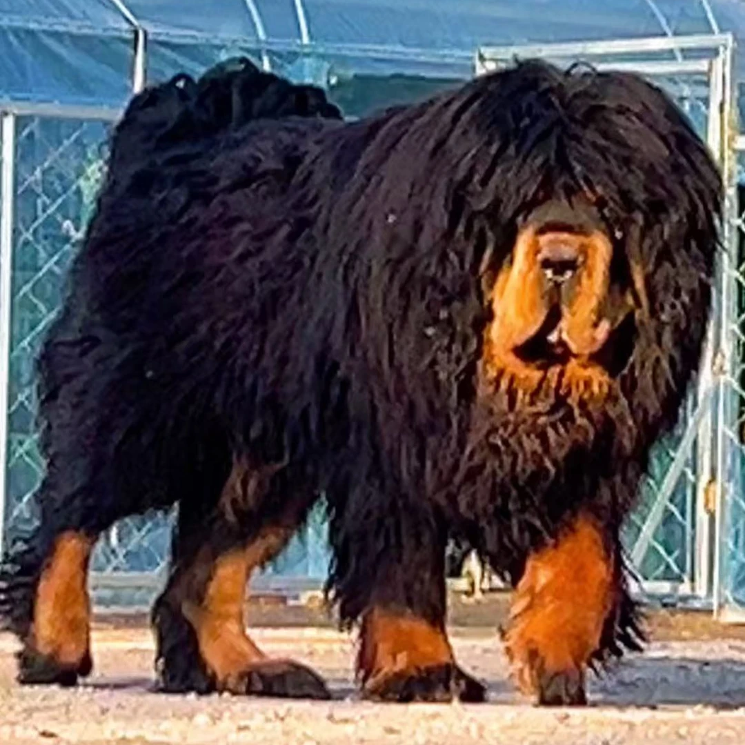 【獒园】藏獒活体狗狗幼犬宠物狗犬纯种