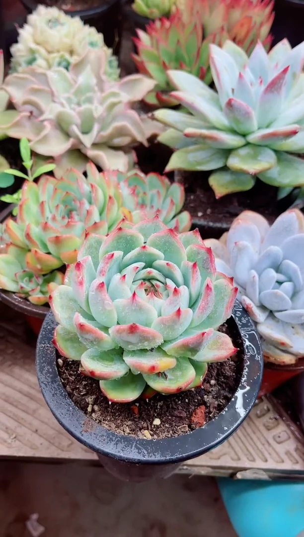 言**s27005多肉植物一物一拍
