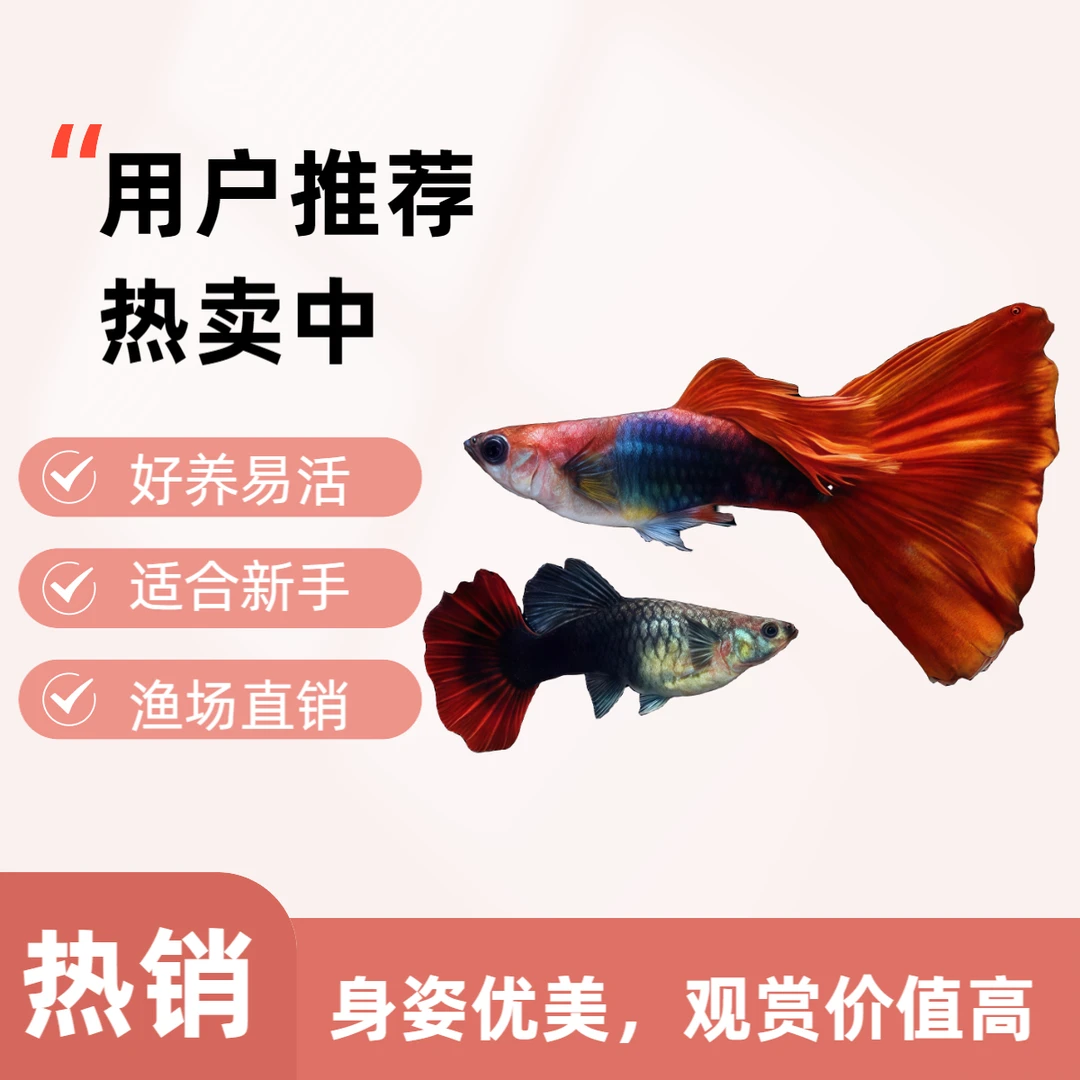 巴西红扇孔雀鱼纯种热带淡水好养耐活凤尾观赏鱼小鱼小型