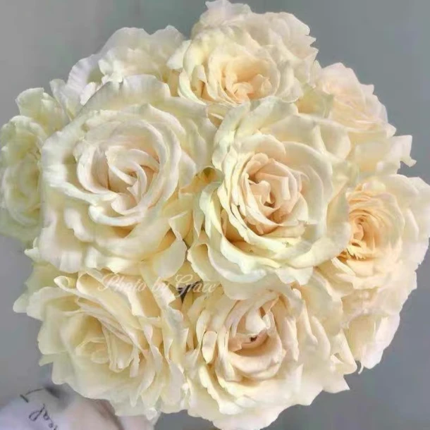 小院家 活力 月季苗 荷兰浓香大切花 抗病 耐开 多季灌木