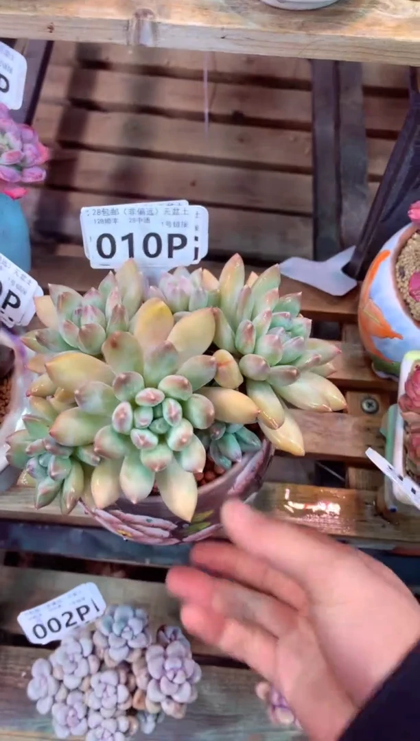 010P（一物一拍，精品多肉，所见即所得 ）