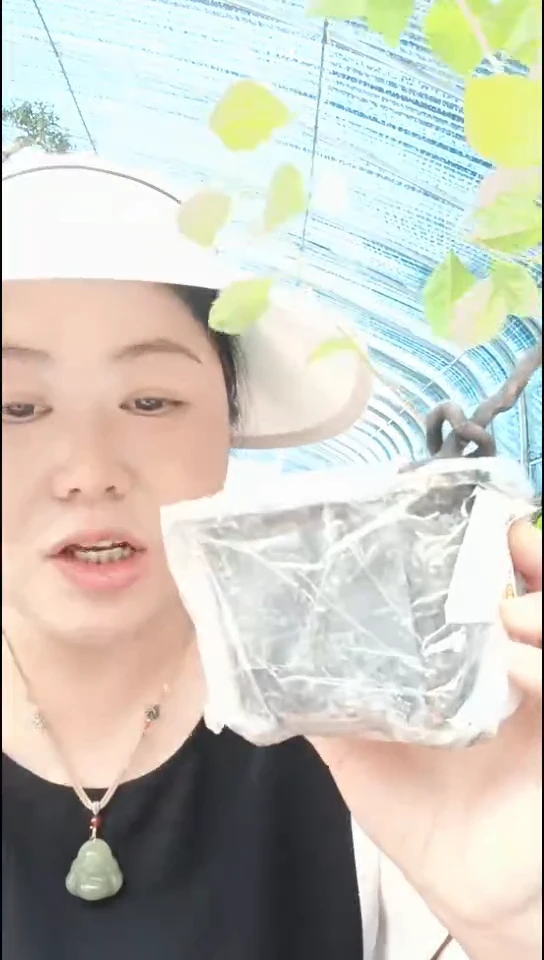 无花朵骑*者老鸦柿