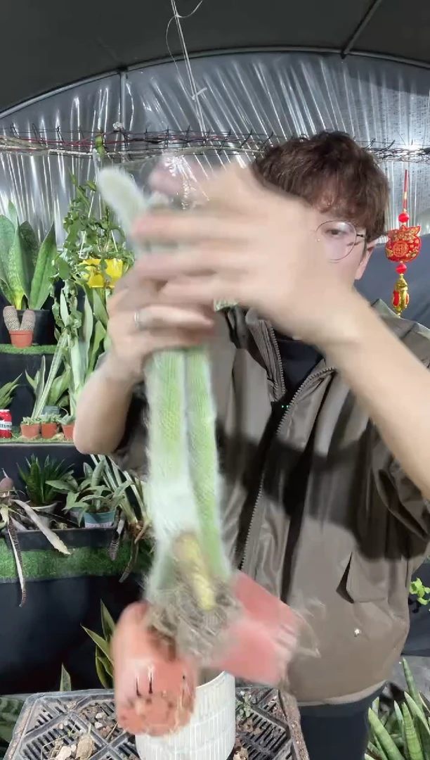 【闪购商品】九尾狐脱土3棵12.8