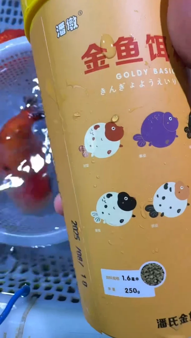 狮头鱼我****睡福建福州的兰寿