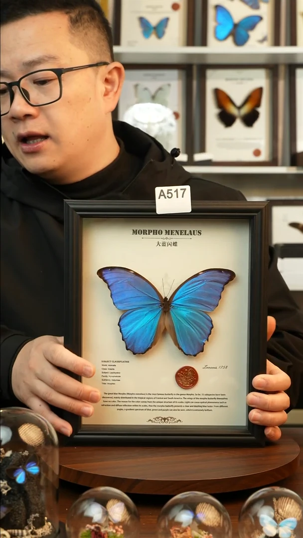 大蓝闪蝶-英文（10寸欧式黑框）A