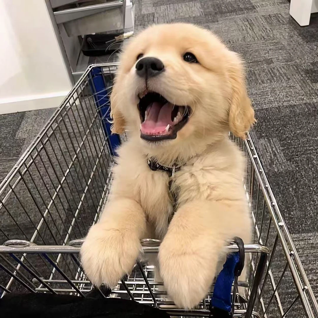 [喜狗]宠物狗狗活体全款链接