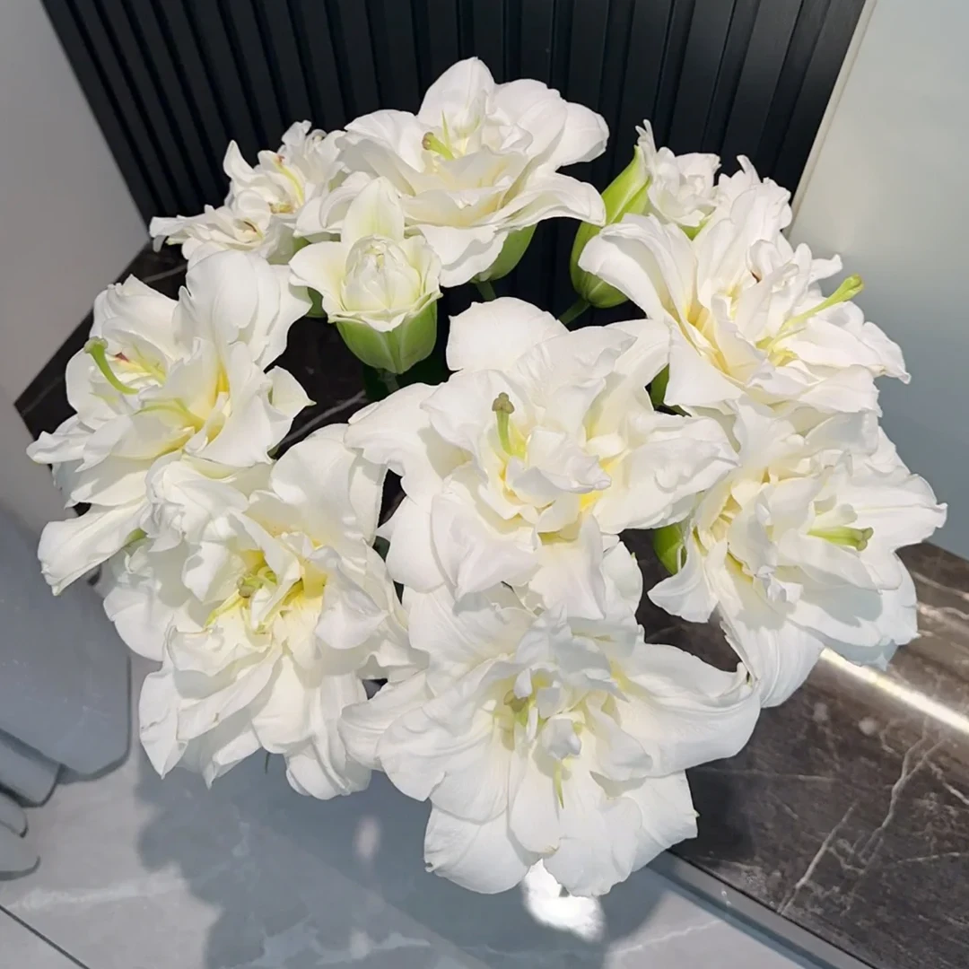 【大聪明卖花】白雪公主重瓣百合-任意2单鲜花包邮发货后不支持退款