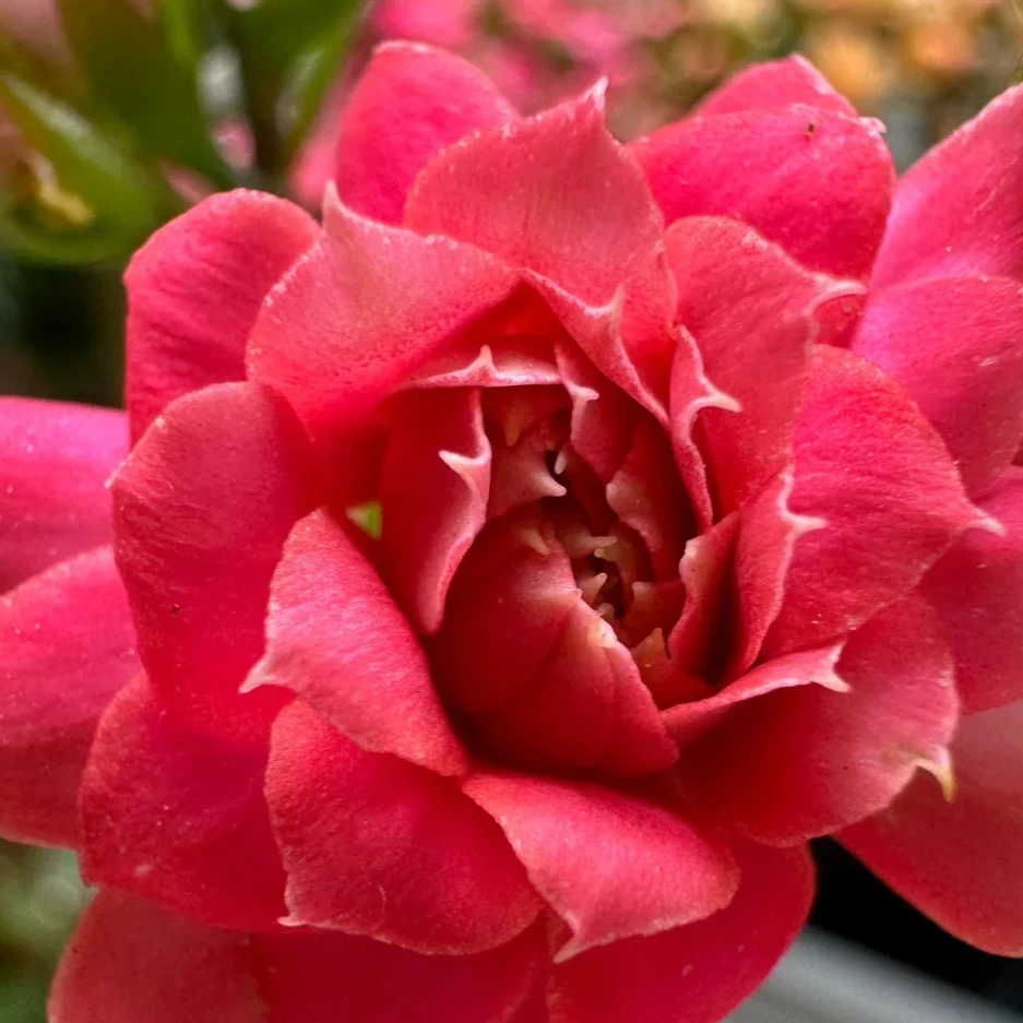 （鸿运当头130盆）基地直发长寿  稀有大花品种  室内懒人花