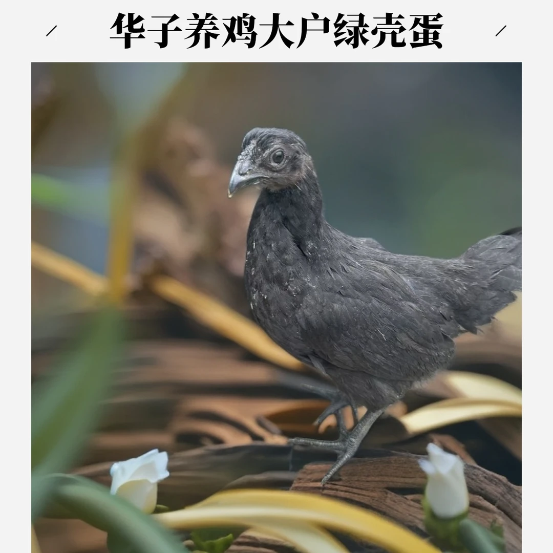 ｛12只｝保种基地直发，活体发货，宠物鸡，半斤左右发货，顺丰包邮