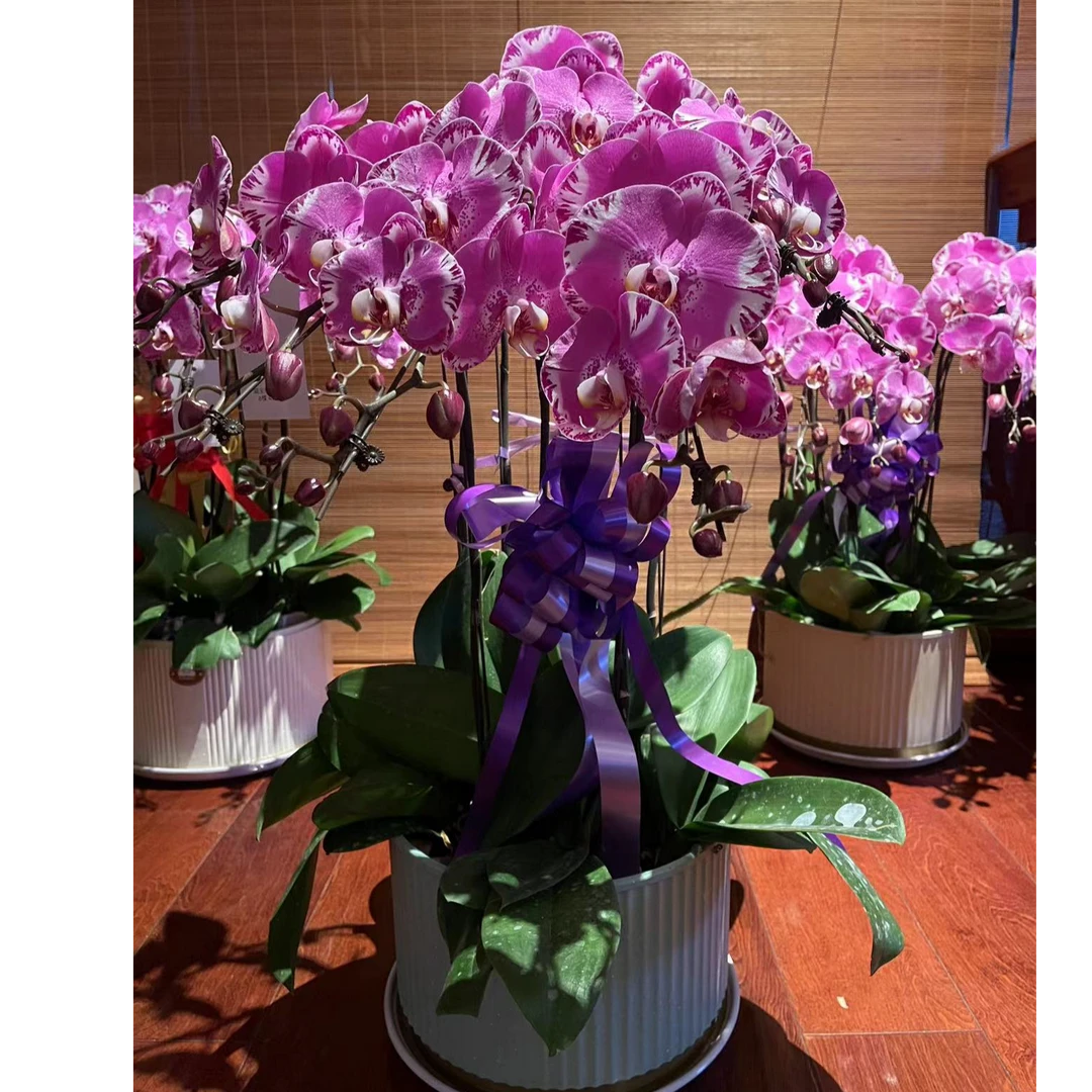 藏宝图蝴蝶兰8株1盆雅致特别（包配送）