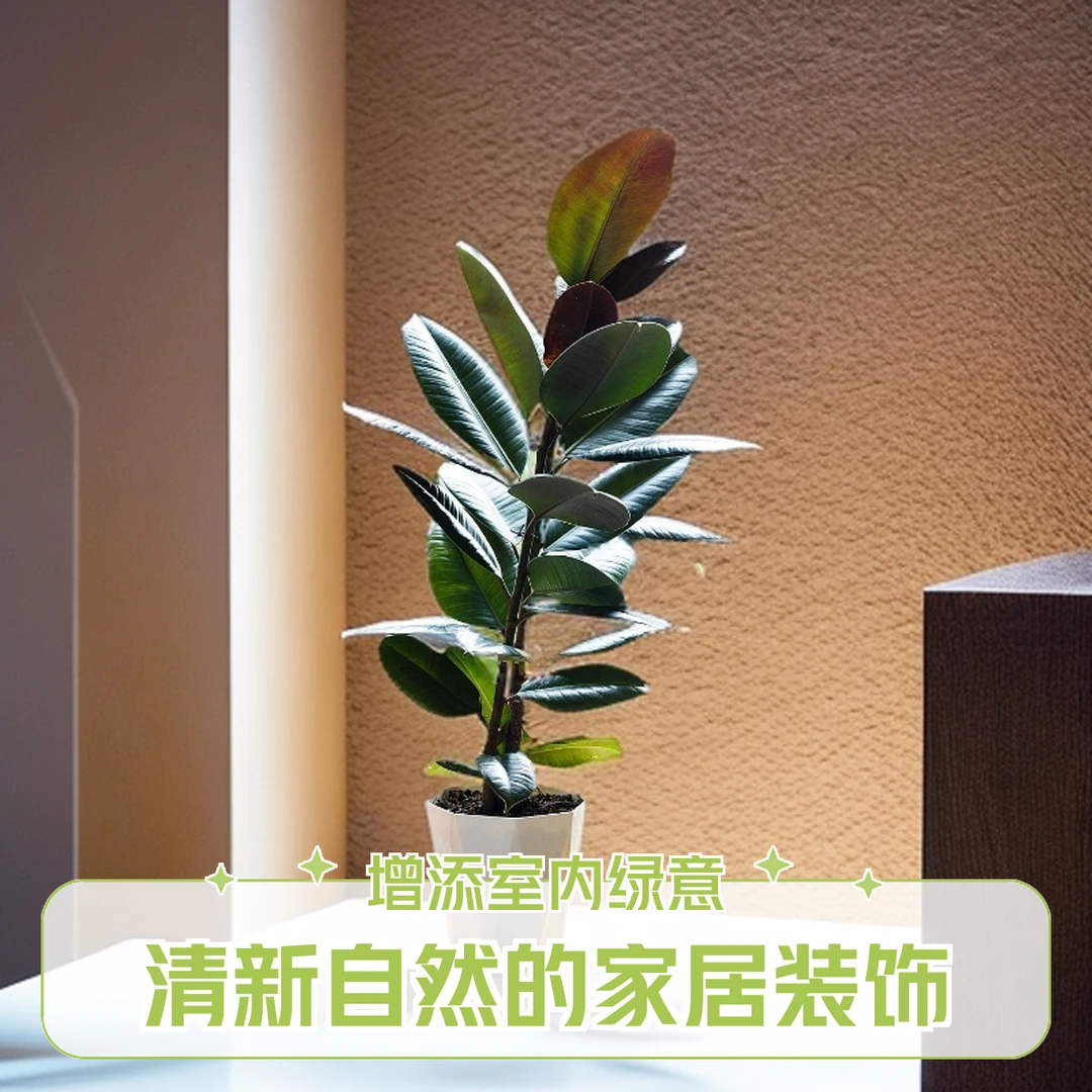 大型绿植雀斑小姐橡皮树盆栽室内客厅净化空气懒人绿植