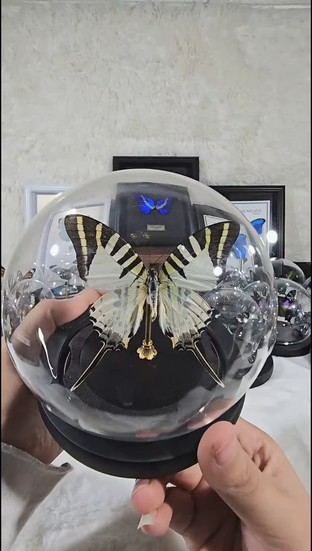 绿风蝶水晶球蝴蝶