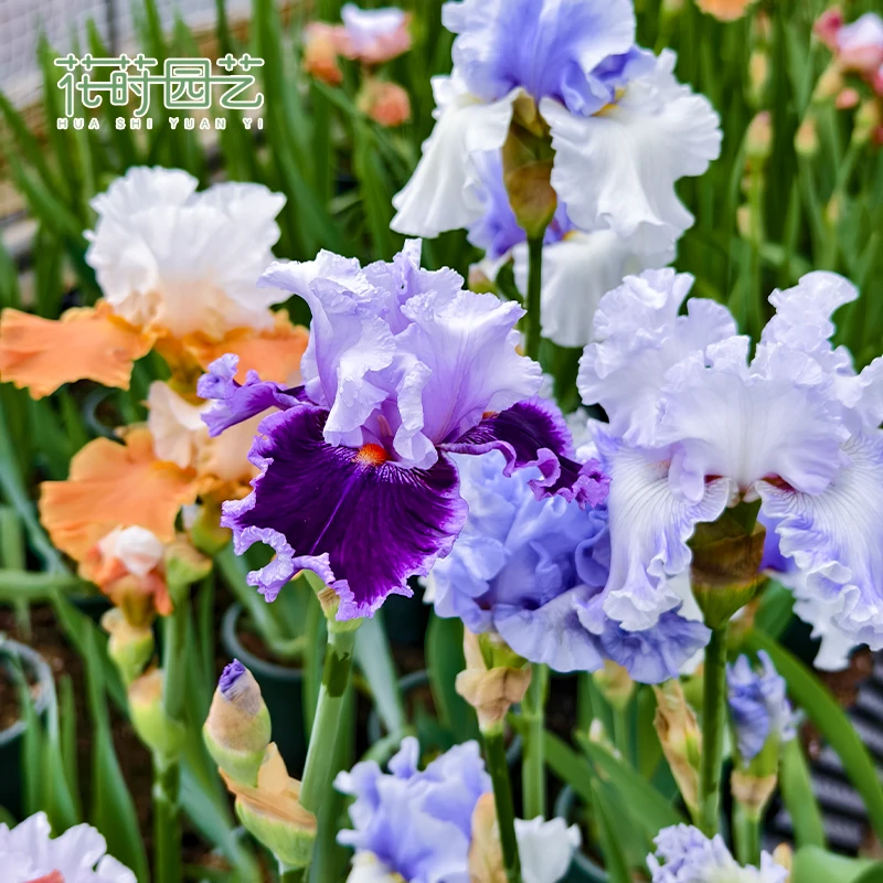 花莳花园【德国鸢尾】（早春福利）盆栽块根阳台露台花园耐寒植物