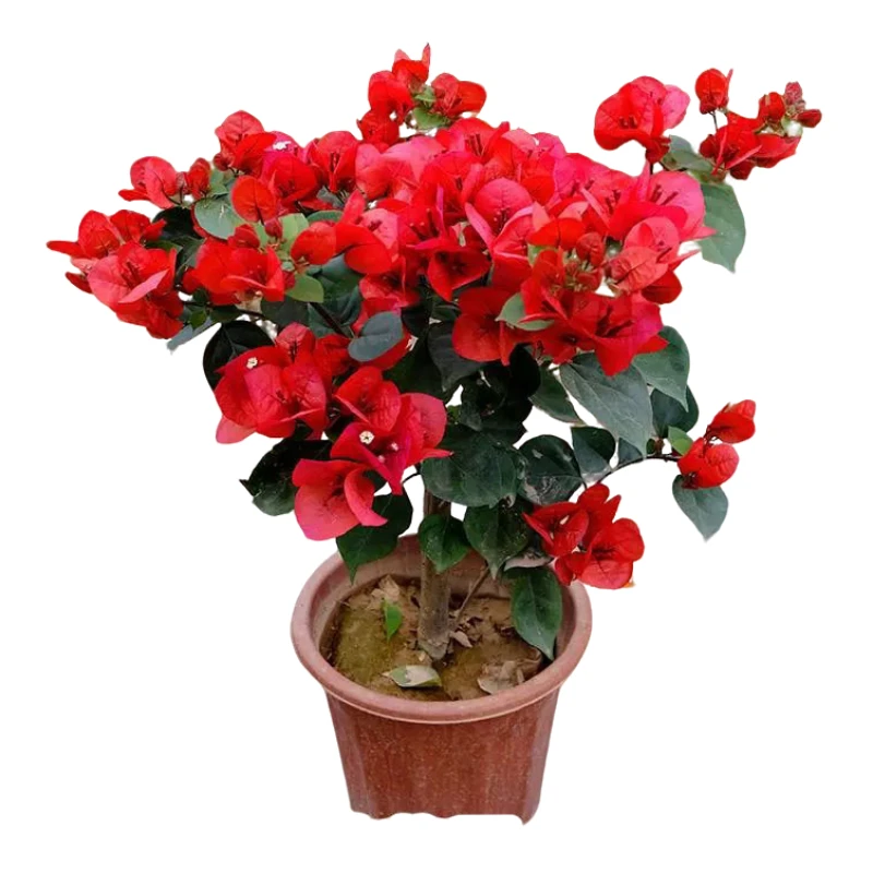 【同安红】三角梅花红色勤花发达好养活南北方爬墙四季盆栽植物