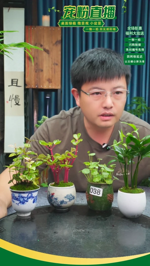 无花朵大**?苔藓微景观038号