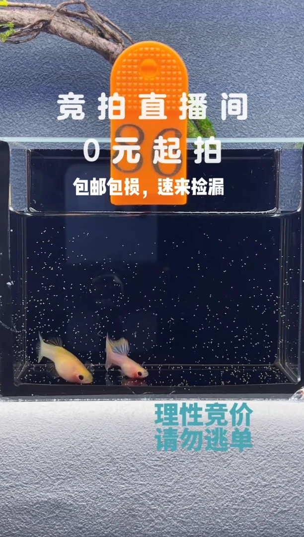 孔雀鱼粉红琉璃一对编号86