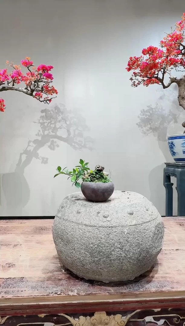 【闪购商品】盆景海岛栀子花