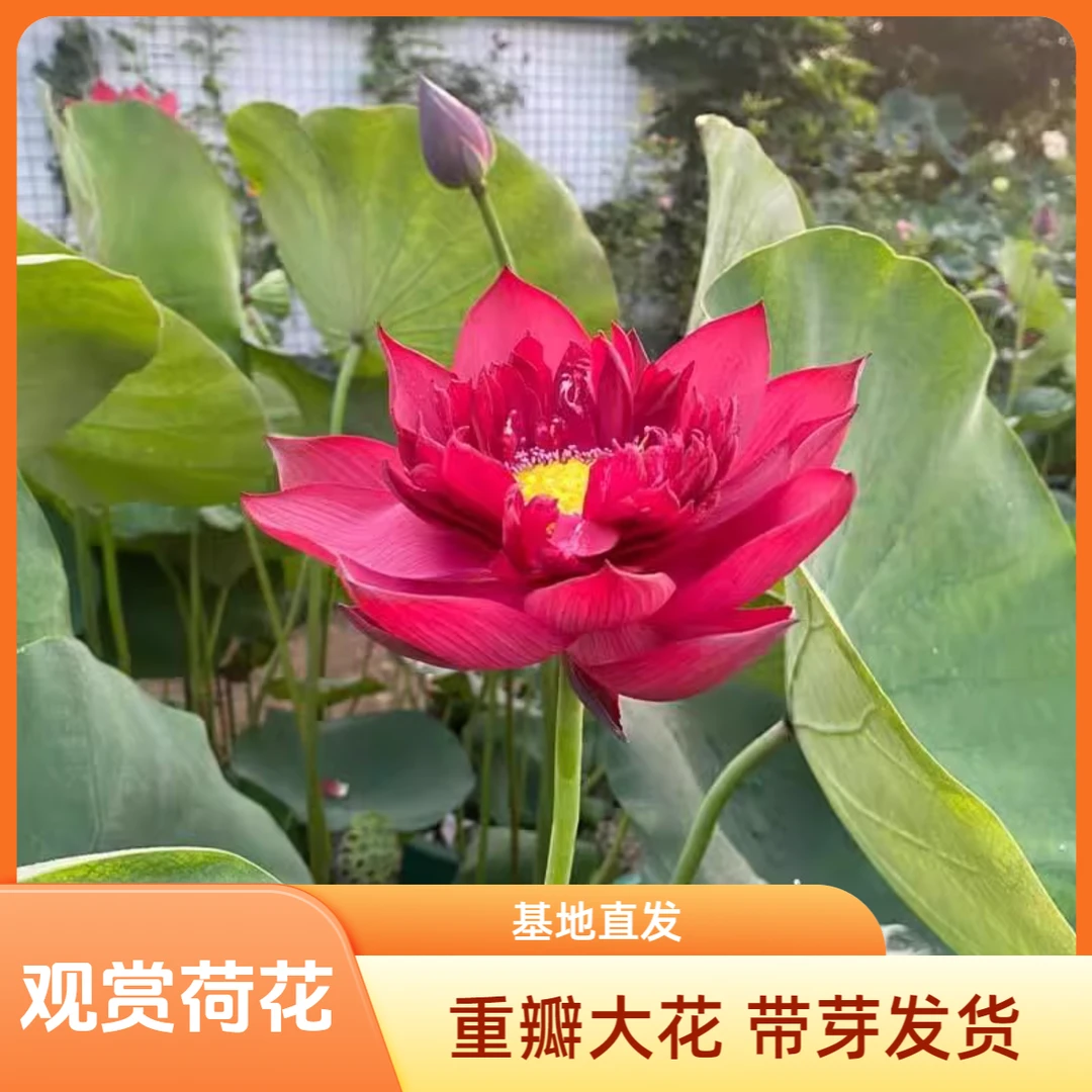 重瓣观赏荷花种藕苗碗莲池塘盆栽荷花水培四季带芽藕种