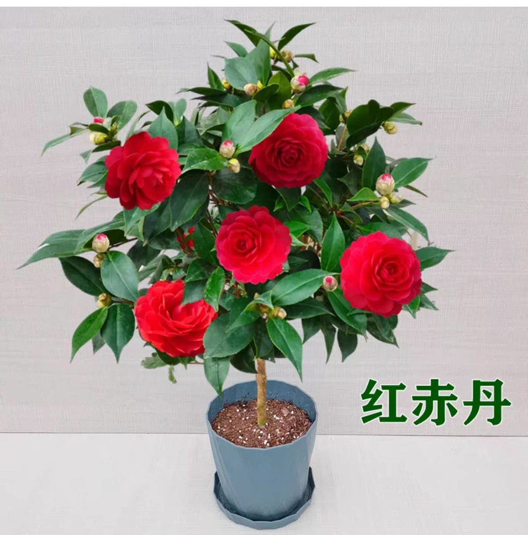 年宵花卉香妃红茶花红色茶花苗带花苞冬季春节开花室内耐寒花卉
