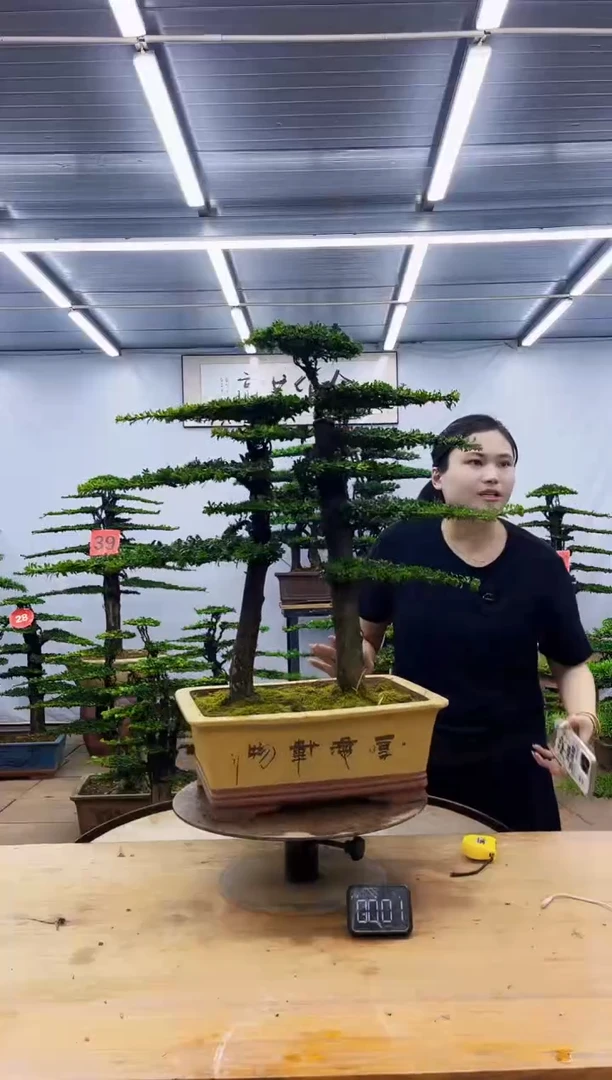 无花朵一物一拍，所见即所得