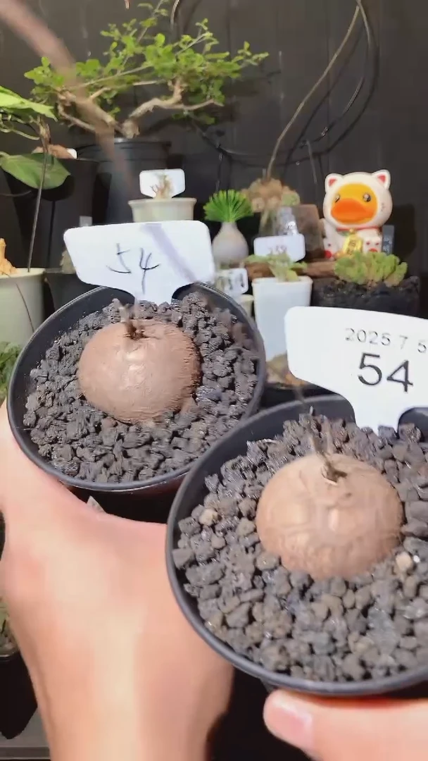 54号705福利南非龟甲龙买1送1个