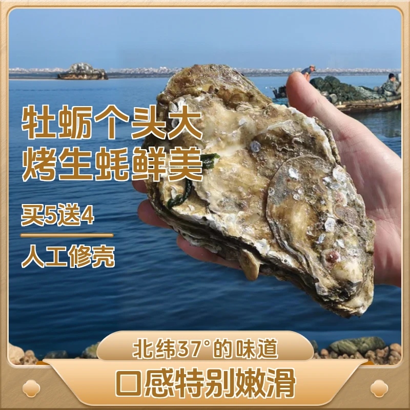 乳山生蚝新鲜生蚝鲜活水产原产地直发买5斤送4斤包邮送货上门